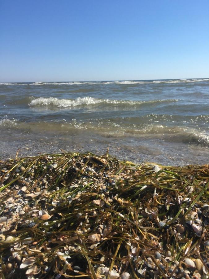 Ferienwohnung Mit Terrasse - Insel Usedom Trassenheide Bagian luar foto